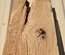 California White Oak / Valley Oak Post, Lumber