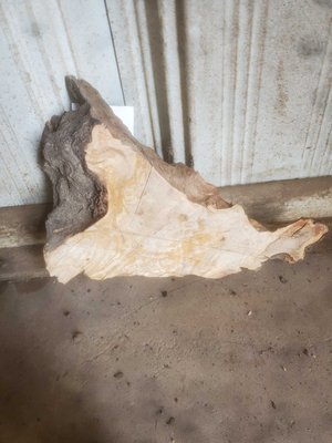 Olive Wood Cookie Lumber