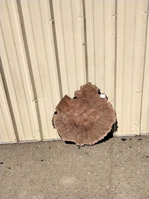 Claro Walnut Cookie Lumber