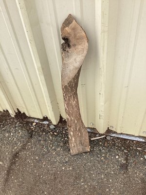 California White Oak / Valley Oak Slab Lumber