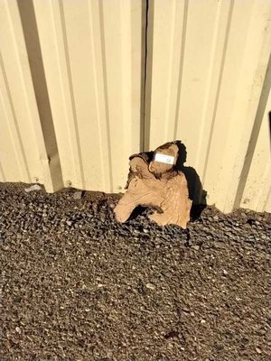 Olive Wood Other Lumber