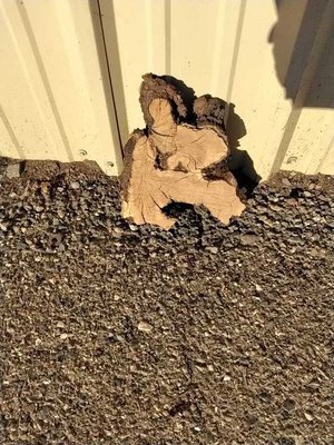 Olive Wood Other Lumber