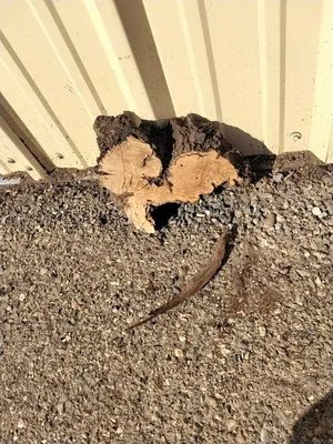 Olive Wood Other Lumber