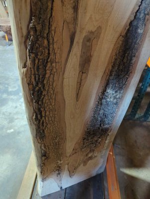 Silver Maple Slab Lumber