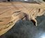 American Chestnut Finished Lumber