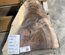 Black Walnut Slab Lumber